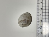 ネズミガイ？