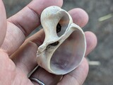 エゾタマガイ？