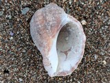 アカニシ？