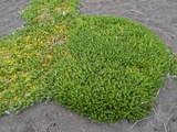 海岸植物のなかま