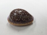 カモンダカラ